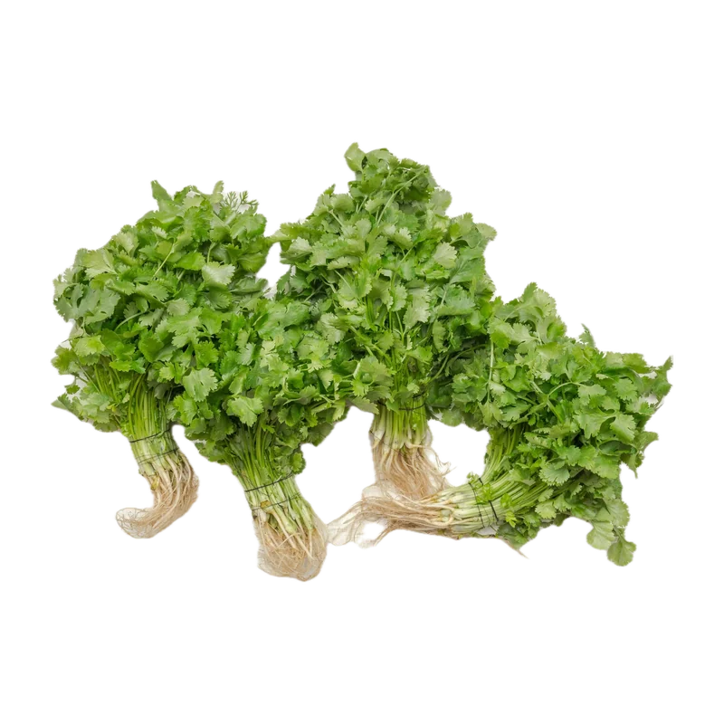 Fresh coriander