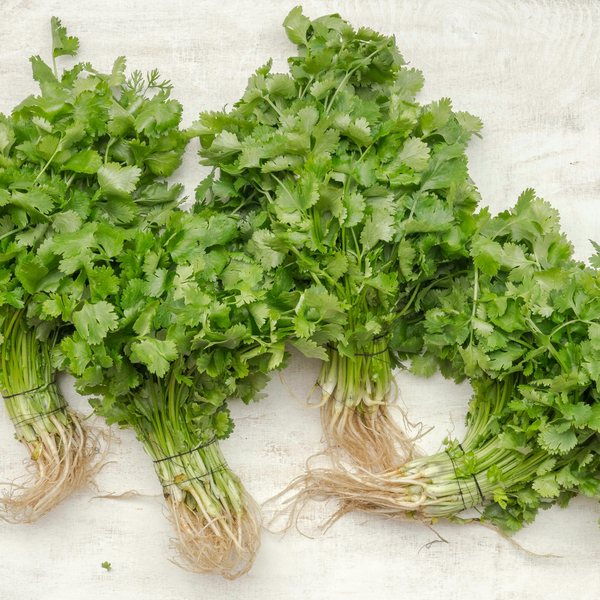 Fresh coriander