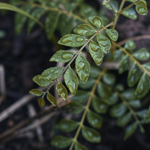 Curry leaves