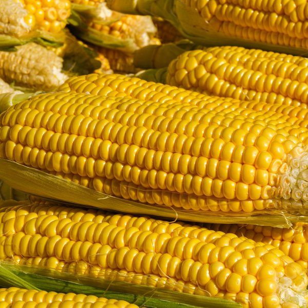 Makki atta (maize flour)