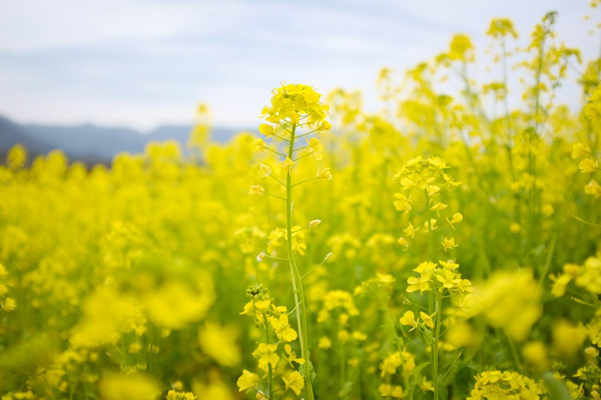 Mustard fields in bloom in Punjab